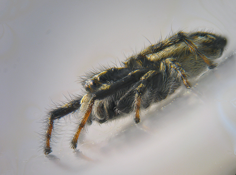 Pellenes sp.?  No, Sitticus longipes - Parco Veglia-Devero (VCO)